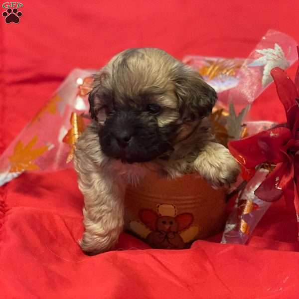 Reeses, Shih-Poo Puppy