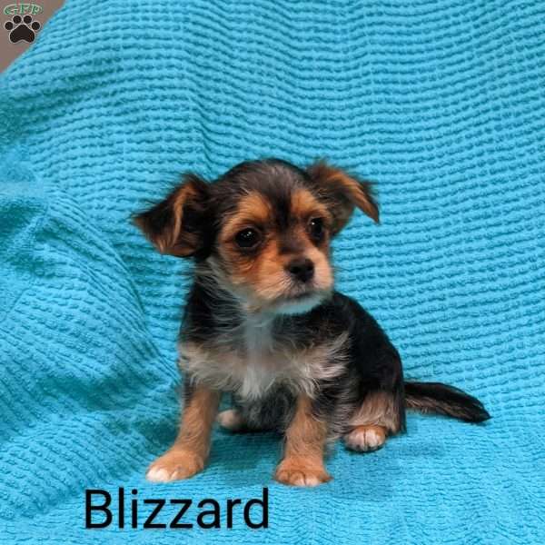 Blizzard, Morkie / Yorktese Puppy