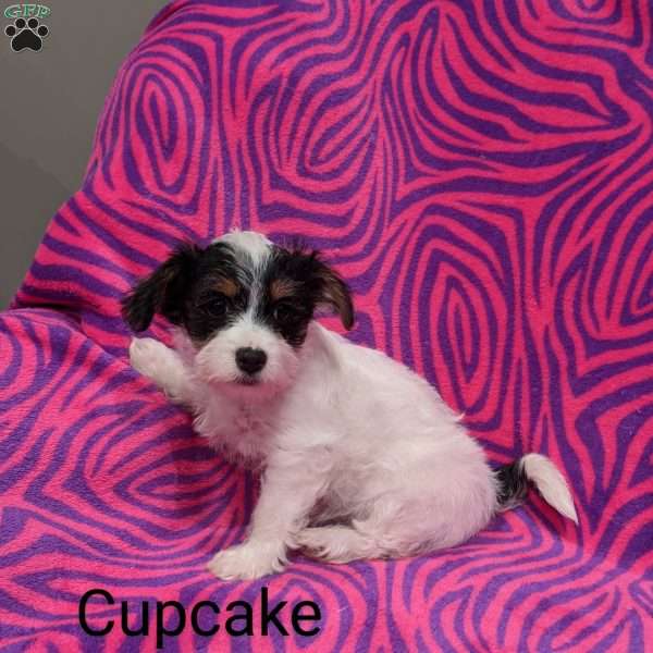 Cupcake, Morkie / Yorktese Puppy