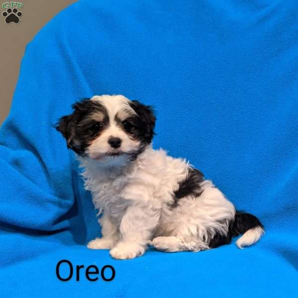 Oreo, Morkie / Yorktese Puppy