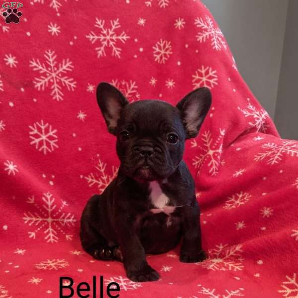 Belle, French Bulldog Puppy