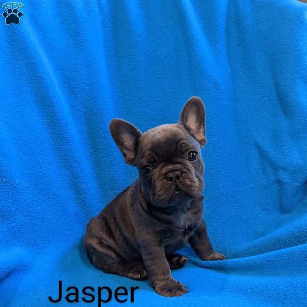 Jasper, French Bulldog Puppy
