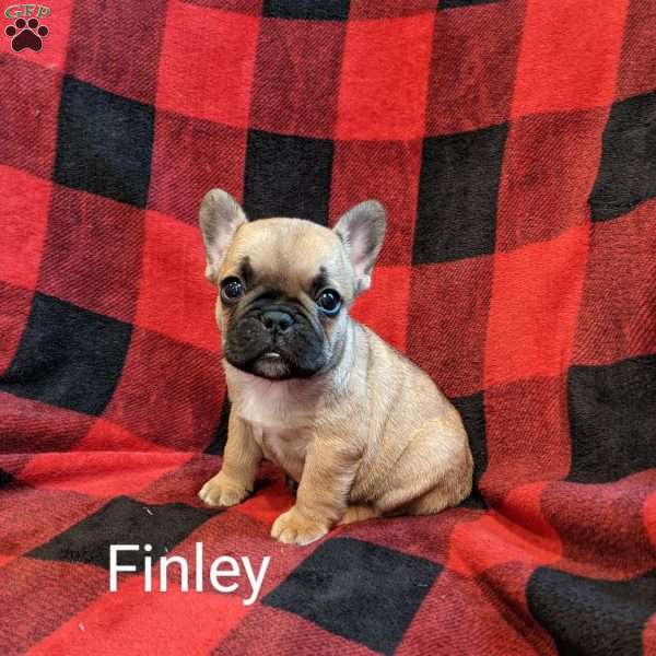 Finley, French Bulldog Puppy
