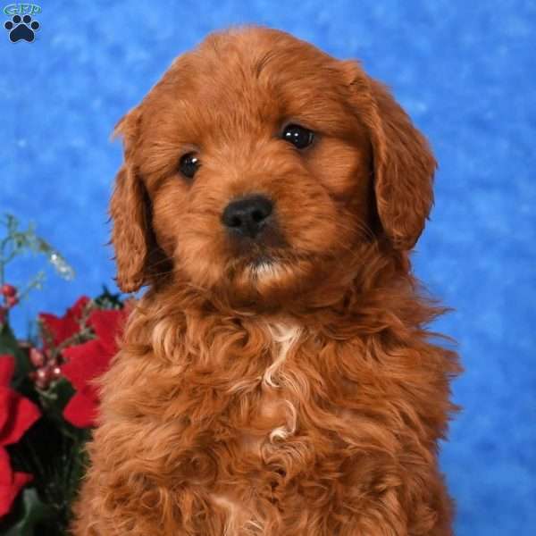 Carson, Mini Goldendoodle Puppy