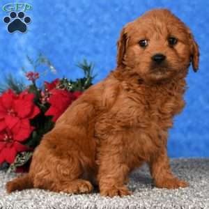 Candy, Mini Goldendoodle Puppy