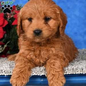 Candy, Mini Goldendoodle Puppy