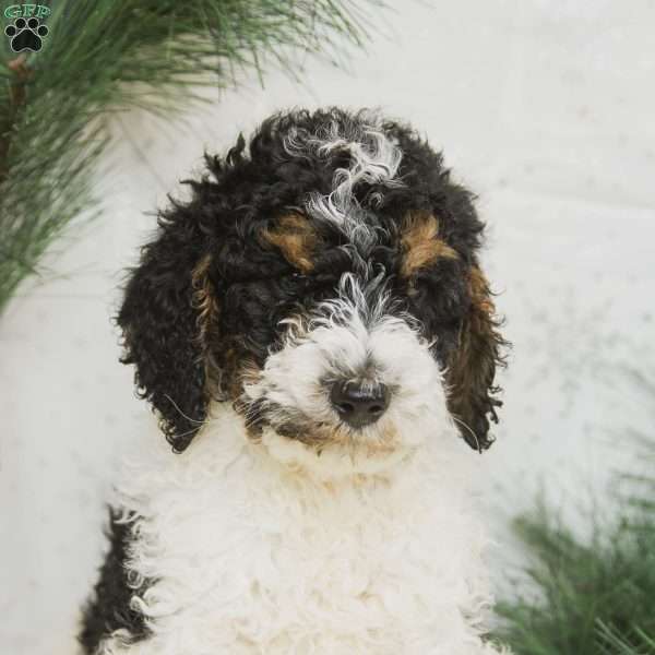 Jolly, Standard Poodle Puppy