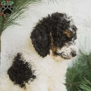 Jolly, Standard Poodle Puppy