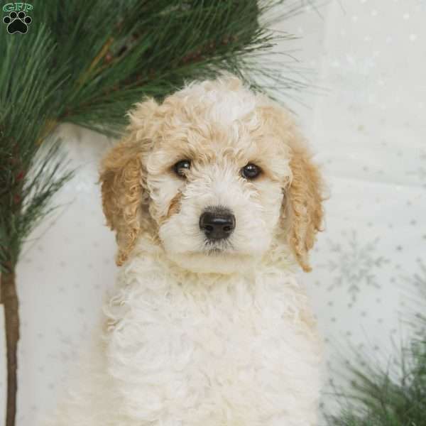 Jingle, Standard Poodle Puppy