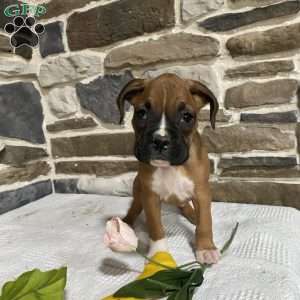Buster, Boxer Puppy