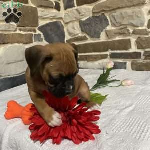 Hope, Boxer Puppy