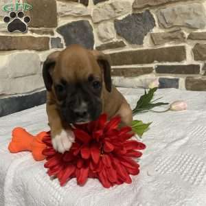 Hope, Boxer Puppy