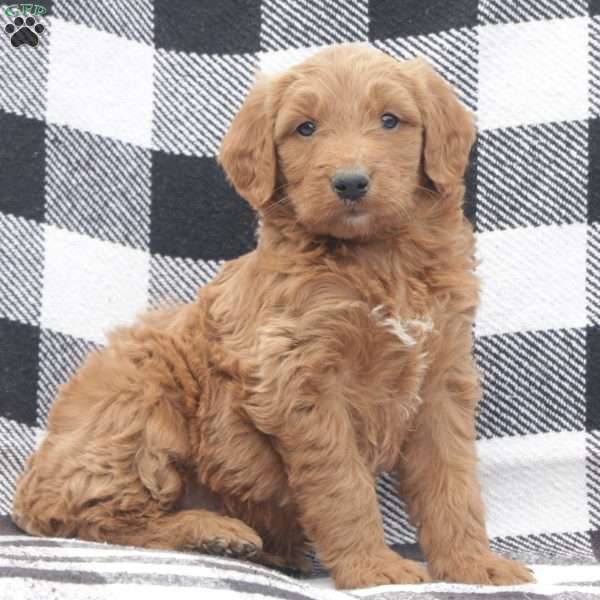 Ace F1B, Goldendoodle Puppy