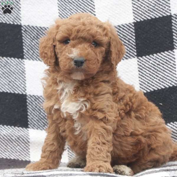 Archie F1B RESERVED, Goldendoodle Puppy