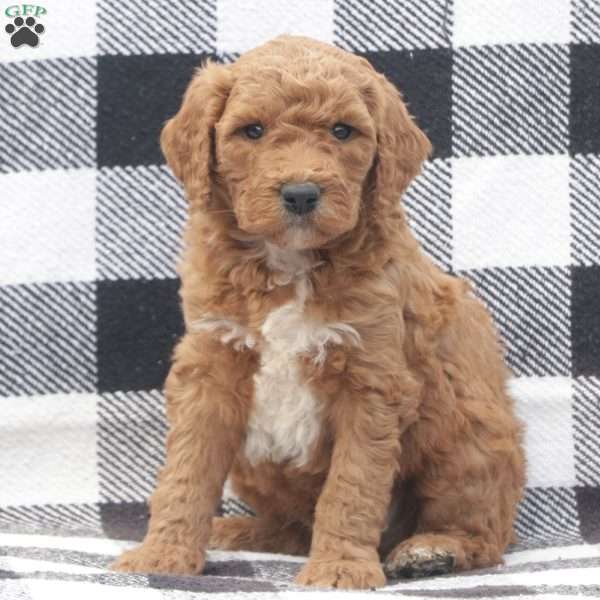 Asher F1B RESERVED, Goldendoodle Puppy