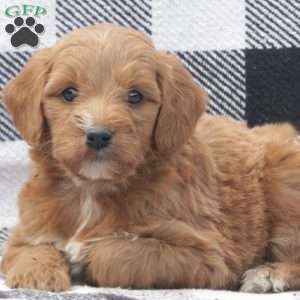 Arnie F1B RESERVED, Goldendoodle Puppy