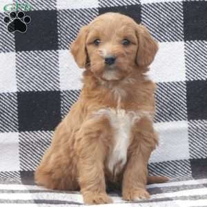 Arnie F1B RESERVED, Goldendoodle Puppy