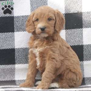 Amber F1B, Goldendoodle Puppy