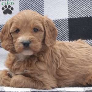 Amber F1B, Goldendoodle Puppy