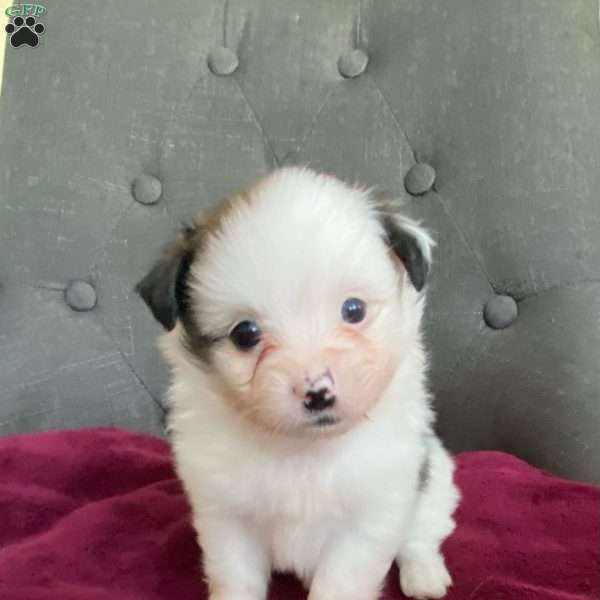 Benji, Shih-Pom Puppy