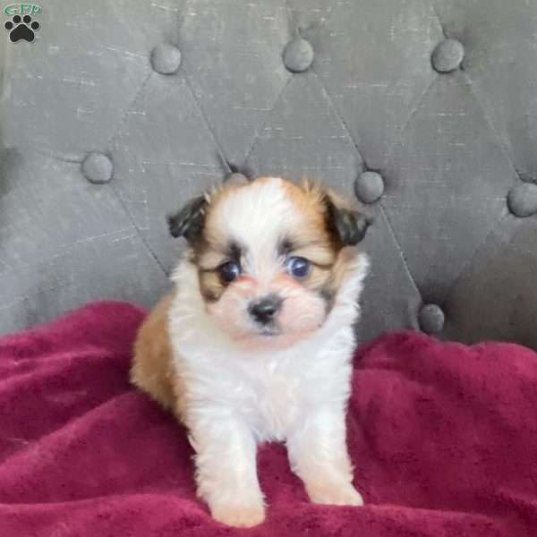 Max, Shih-Pom Puppy