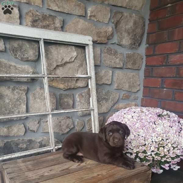 Dahlia, Chocolate Labrador Retriever Puppy