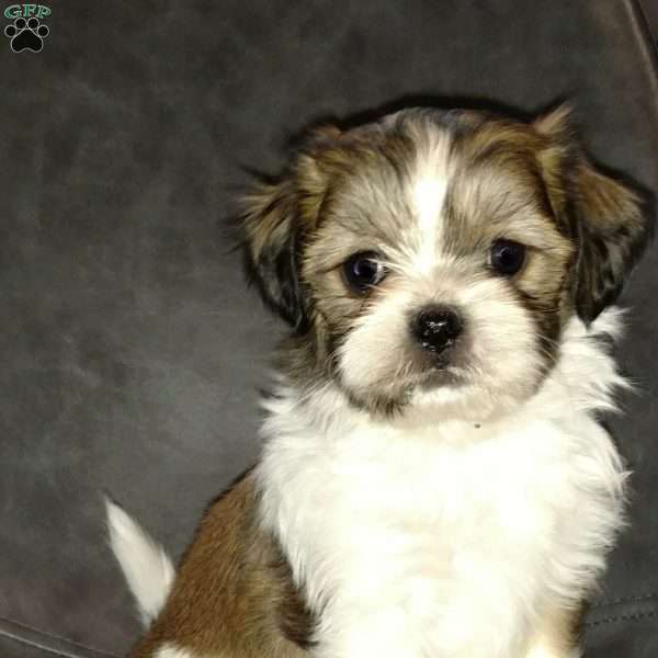 Archie, Shih-Poo Puppy