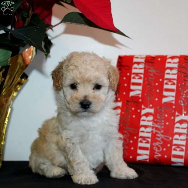 Theodore, Miniature Poodle Puppy