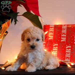 Theodore, Miniature Poodle Puppy