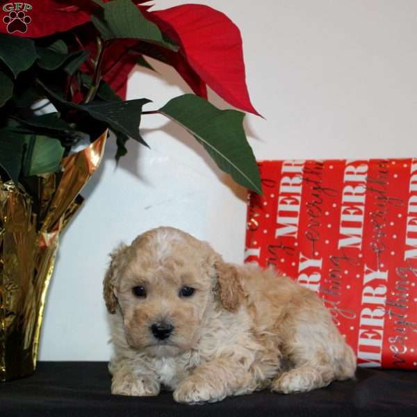 Tatum, Miniature Poodle Puppy