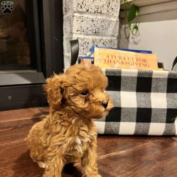Bella, Mini Labradoodle Puppy