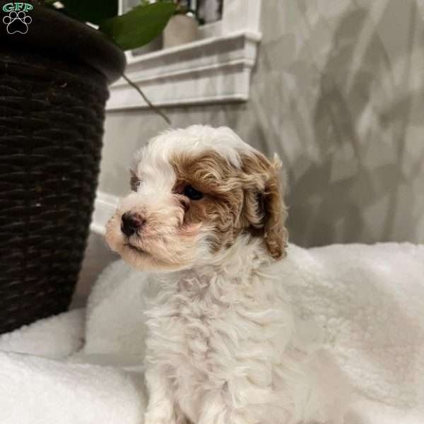 Zoe, Mini Labradoodle Puppy