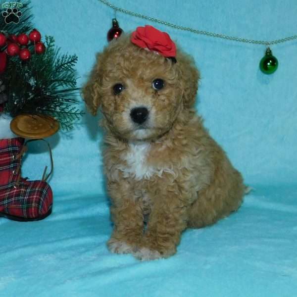 Merry, Bich-poo Puppy