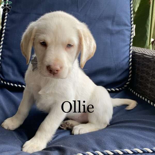 Ollie, Yellow Labrador Retriever Puppy