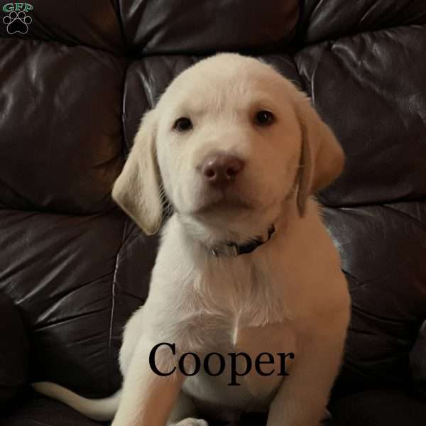 Cooper, Yellow Labrador Retriever Puppy