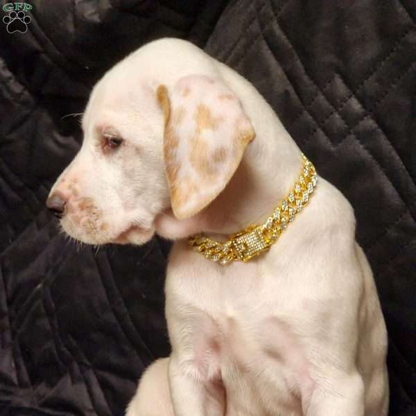 Lemon gold, Dalmatian Puppy