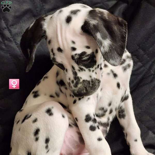 Pink BFB/W, Dalmatian Puppy