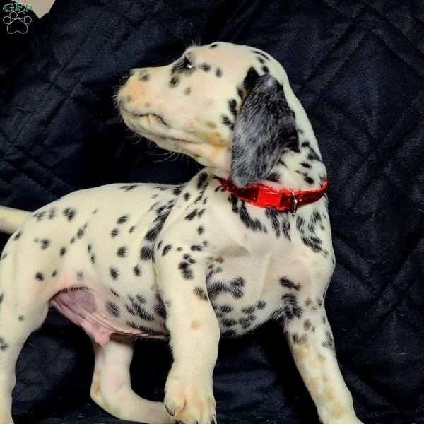 Boo red M Tri-color, Dalmatian Puppy