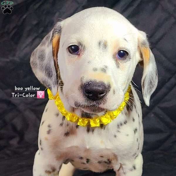Liver tricolore boo/yellow F, Dalmatian Puppy