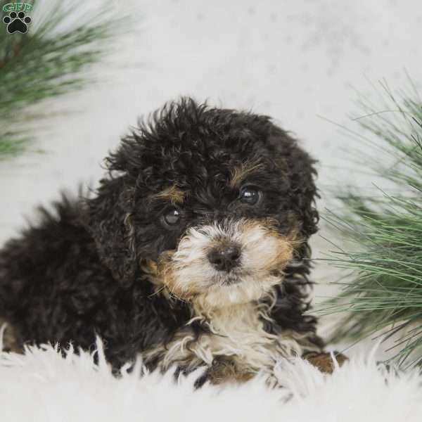 Chance, Mini Bernedoodle Puppy