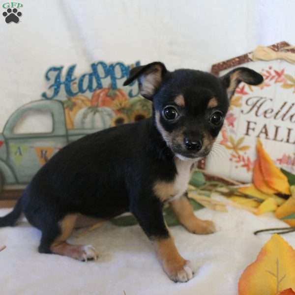 pixie, Chihuahua Puppy
