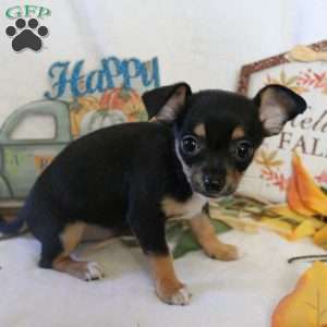 pixie, Chihuahua Puppy