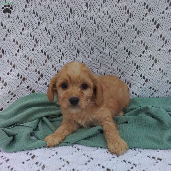 scout, Cavapoo Puppy