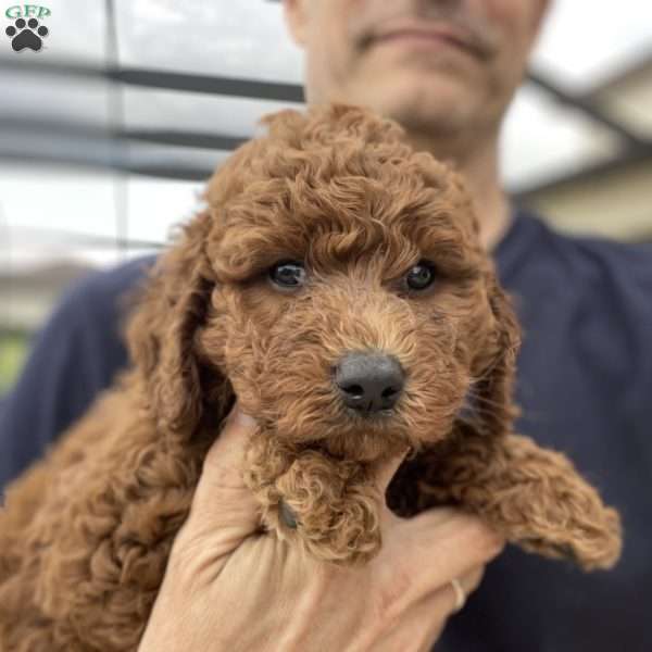 Dixie’s Really Red Rider, Goldendoodle Puppy