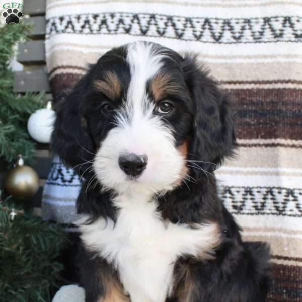 Rudolph, Bernedoodle Puppy