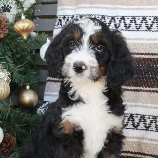 Snowball, Bernedoodle Puppy