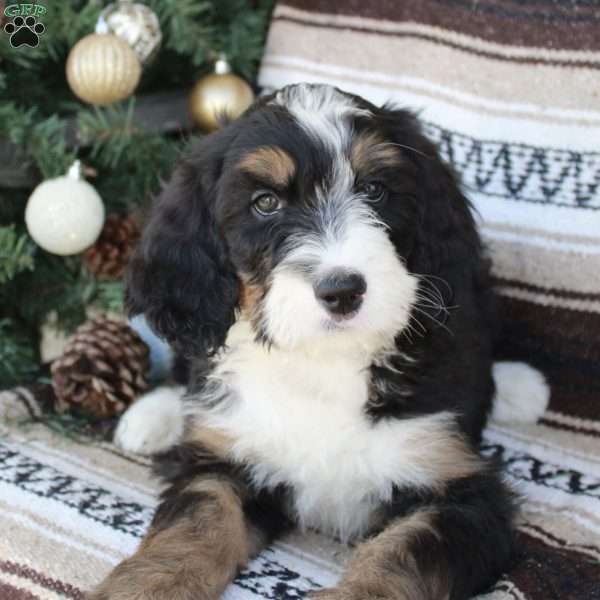 Max, Bernedoodle Puppy