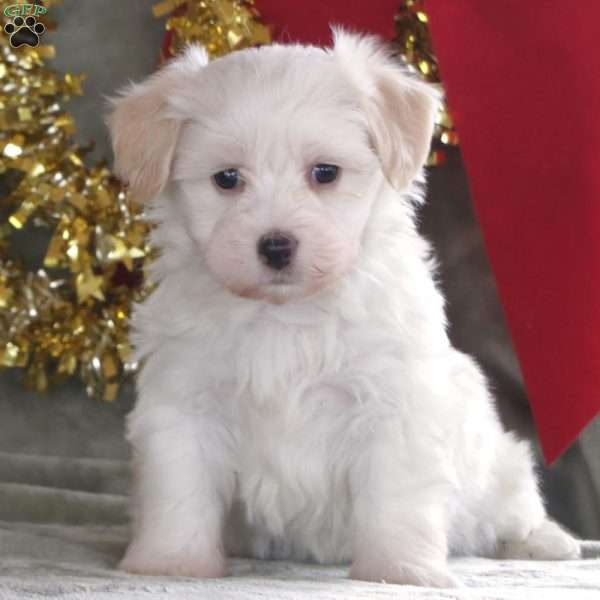 Marshmallow, Havachon Puppy