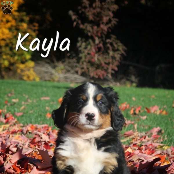 Kayla, Bernese Mountain Dog Puppy