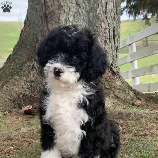 Asher, Portuguese Water Dog Puppy